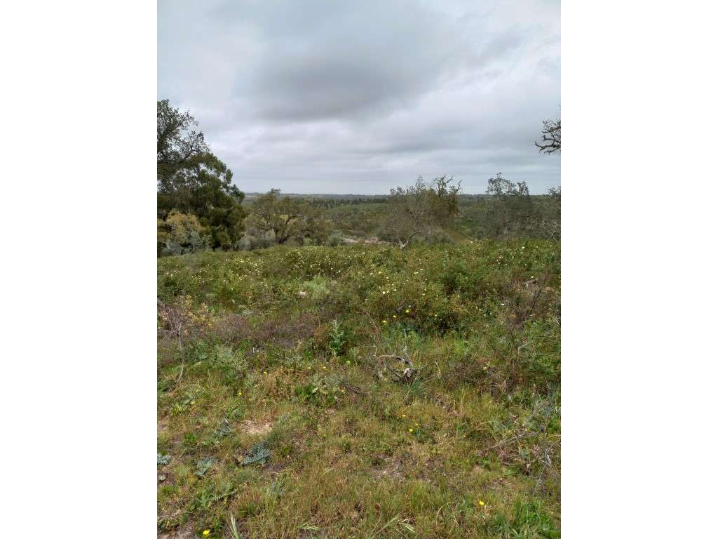 Terreno - Grândola - Grande imagem: 5/6