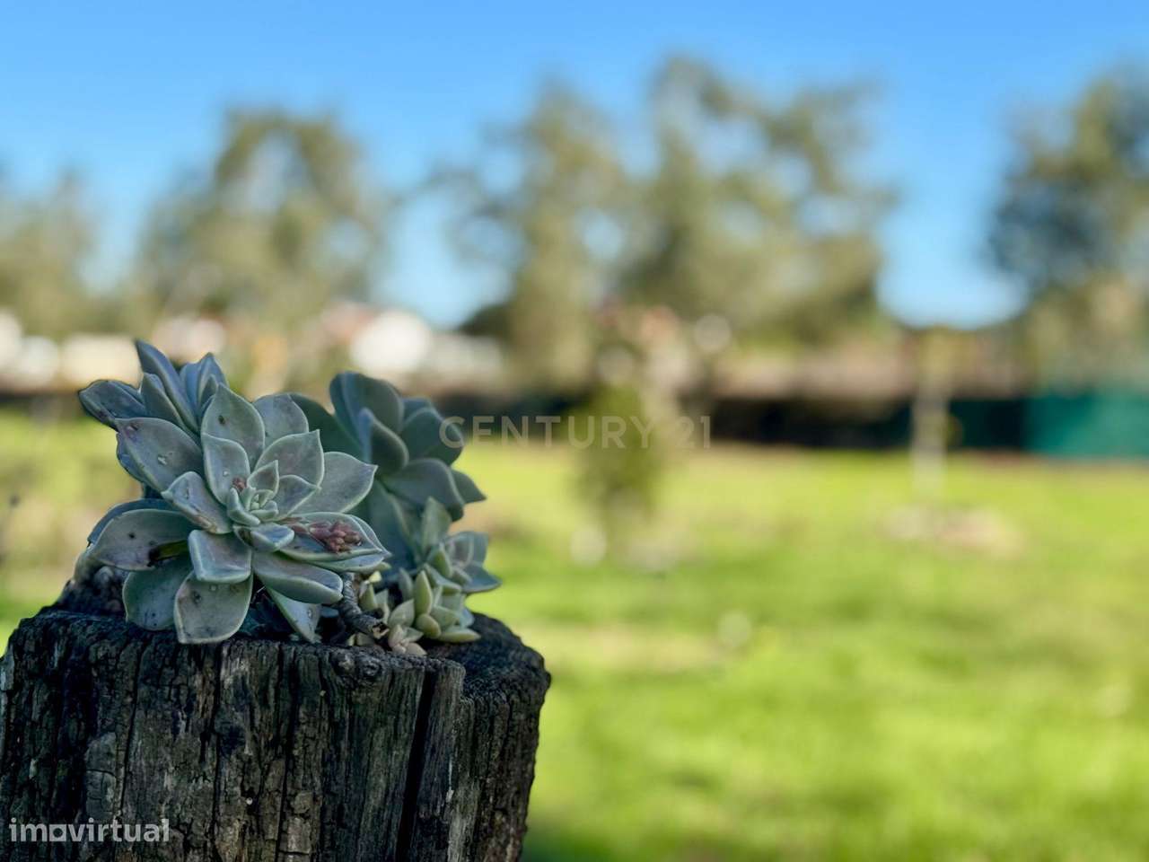 Quinta com possibilidade de investimento-6