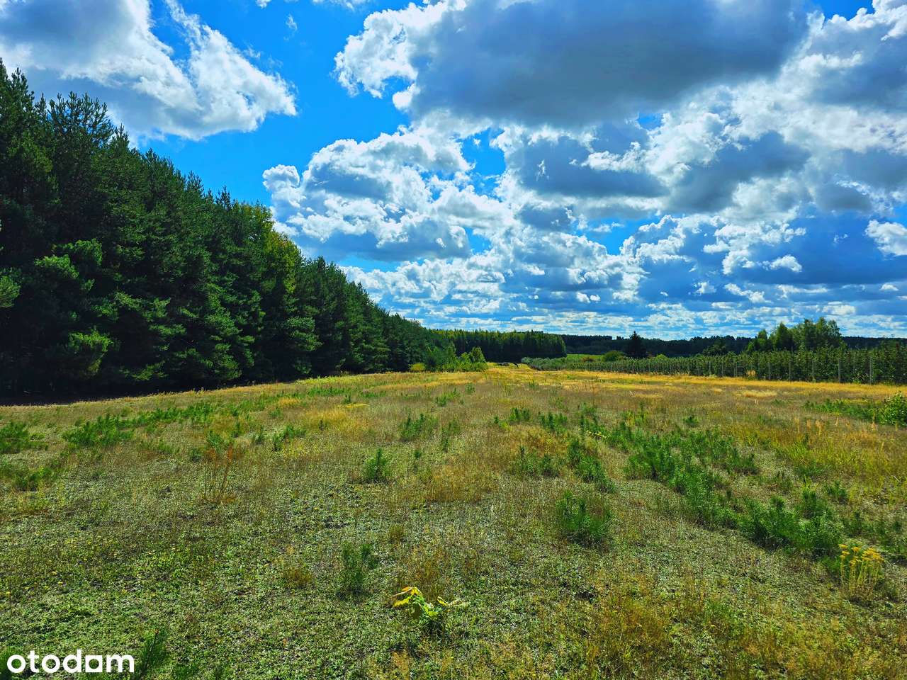 Działka 1,5 ha przy lesie- idealna pod domki i rekreację - Pełny obrazek: 5/15