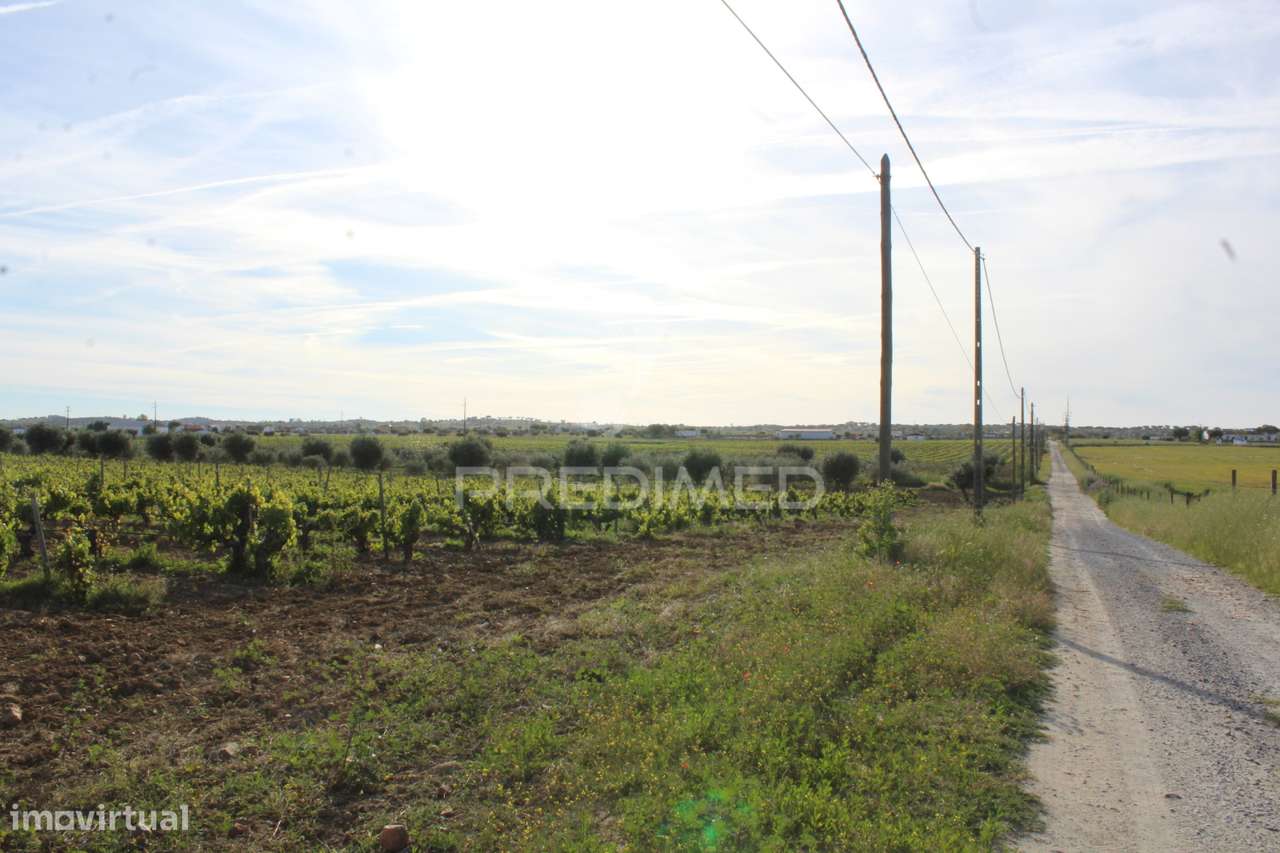 Vinha em plena produção 20 ha - Grande imagem: 4/32