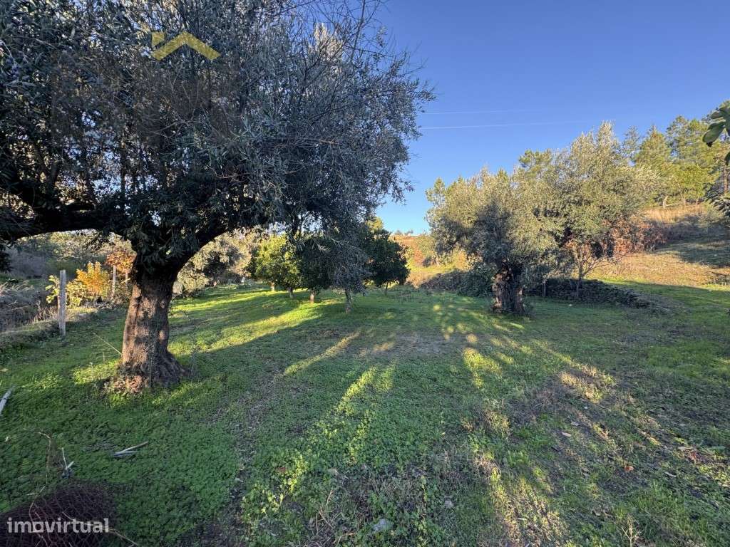 Quinta do Canavial - Aldeia da Mata - Grande imagem: 2/27