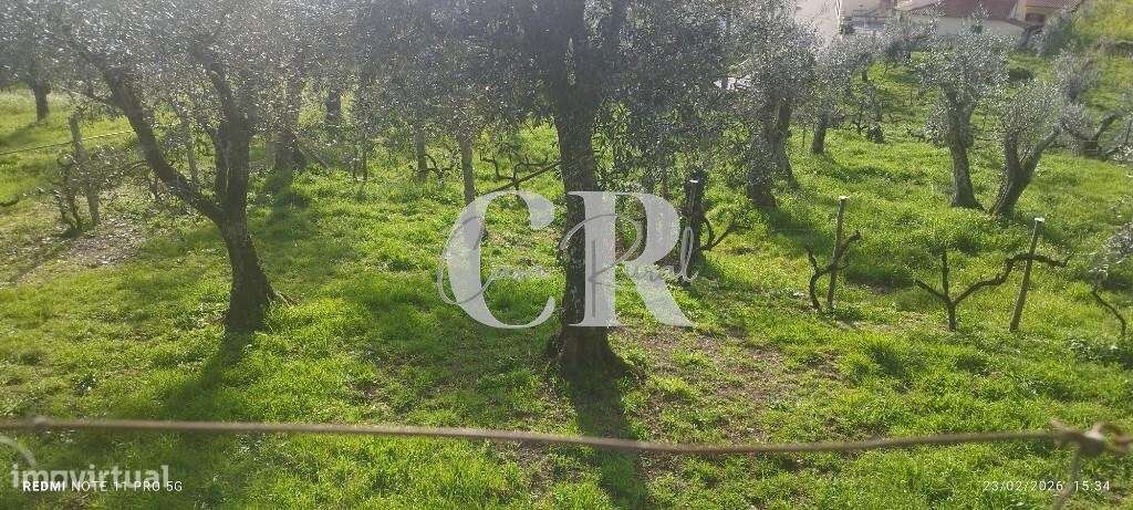 Moradia T3 com vários anexos, terreno e poço-54