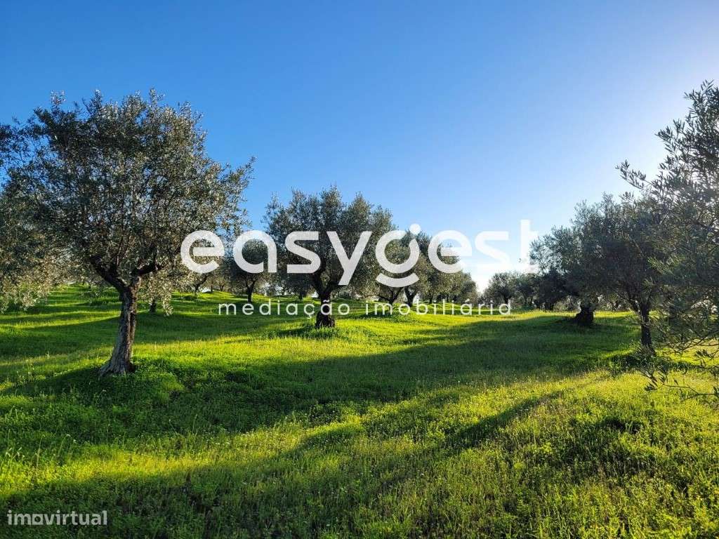 Terreno Rústico com 40.500 m2 localizado na freguesia de Selmes - Grande imagem: 5/18