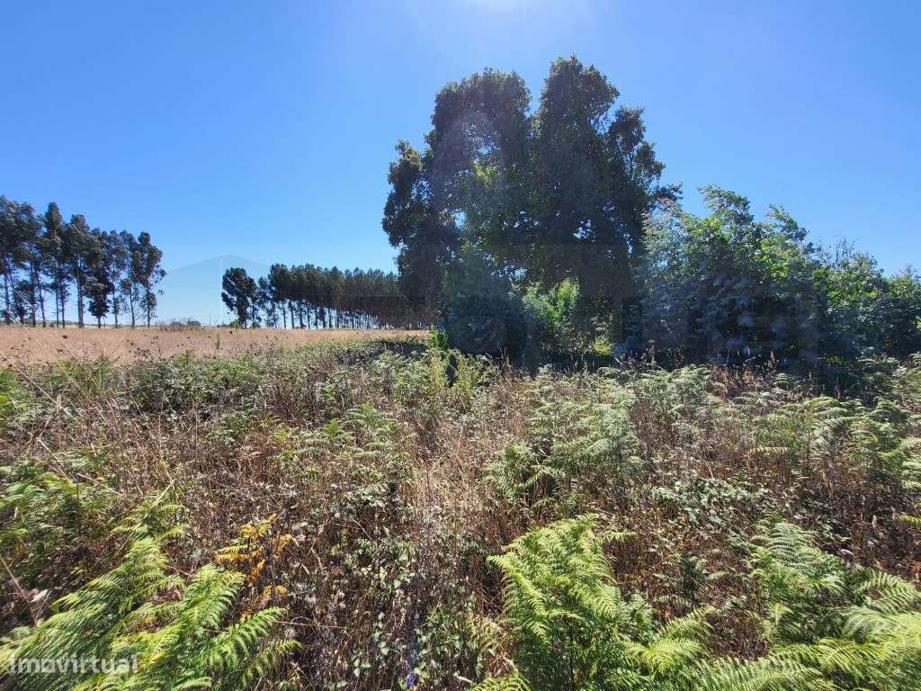 Terreno para moradias a 5 minutos do Glicínias - Grande imagem: 4/5
