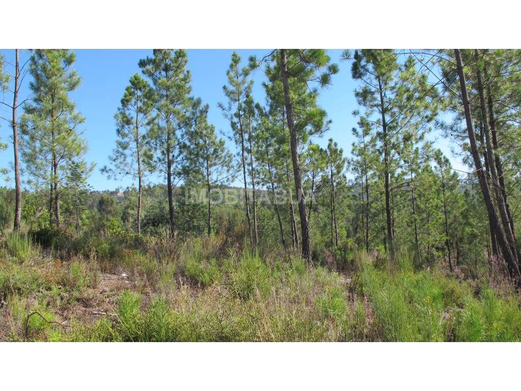 Terreno de construção - Grande imagem: 5/7