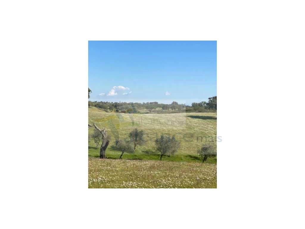 Propriedade com 6,625 hectares em Serpa / Baixo Alentejo - Grande imagem: 5/15