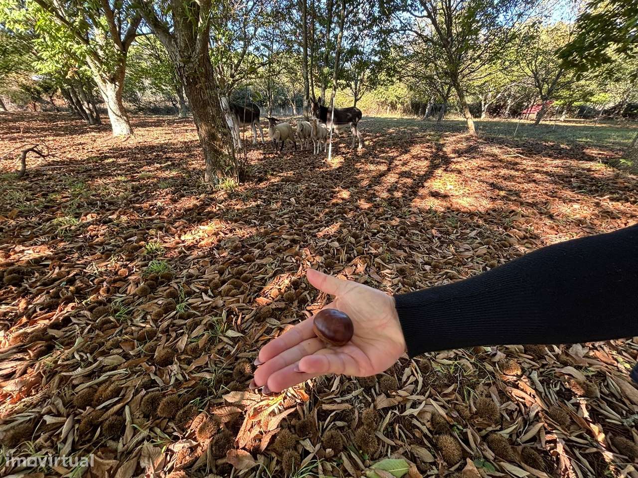 Quinta T5 Venda em Tourais e Lajes,Seia-22