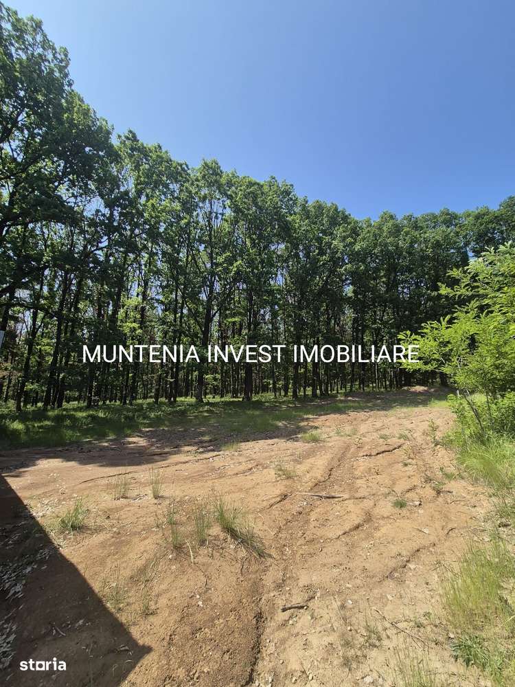 Teren intravian de 1159 mp ,Smeura - Imagine principală: 2/15