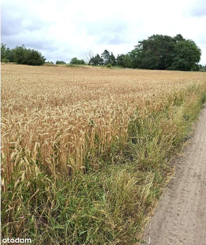 Działka, 985 m², Grzebienisko-3