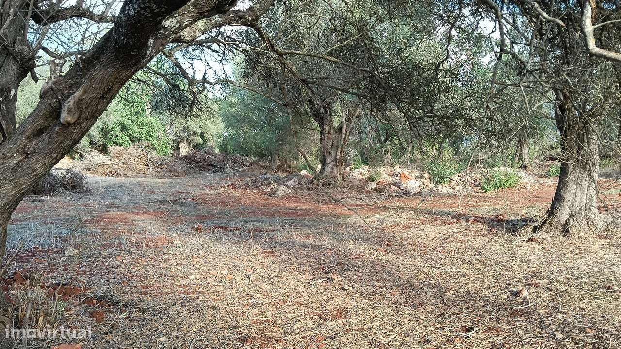 Terreno rustico com luz no Areeiro-Alte - Grande imagem: 3/4