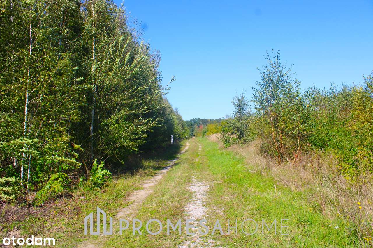 Roscinno/Skoki działka 1496m2 MPZP las jezioro MALOWNICZA OKOLCA - Pełny obrazek: 4/4