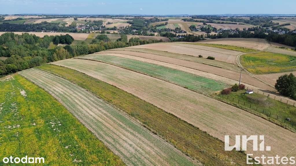 Lesieniec| 98 arów| Zagrodowa - Pełny obrazek: 2/8