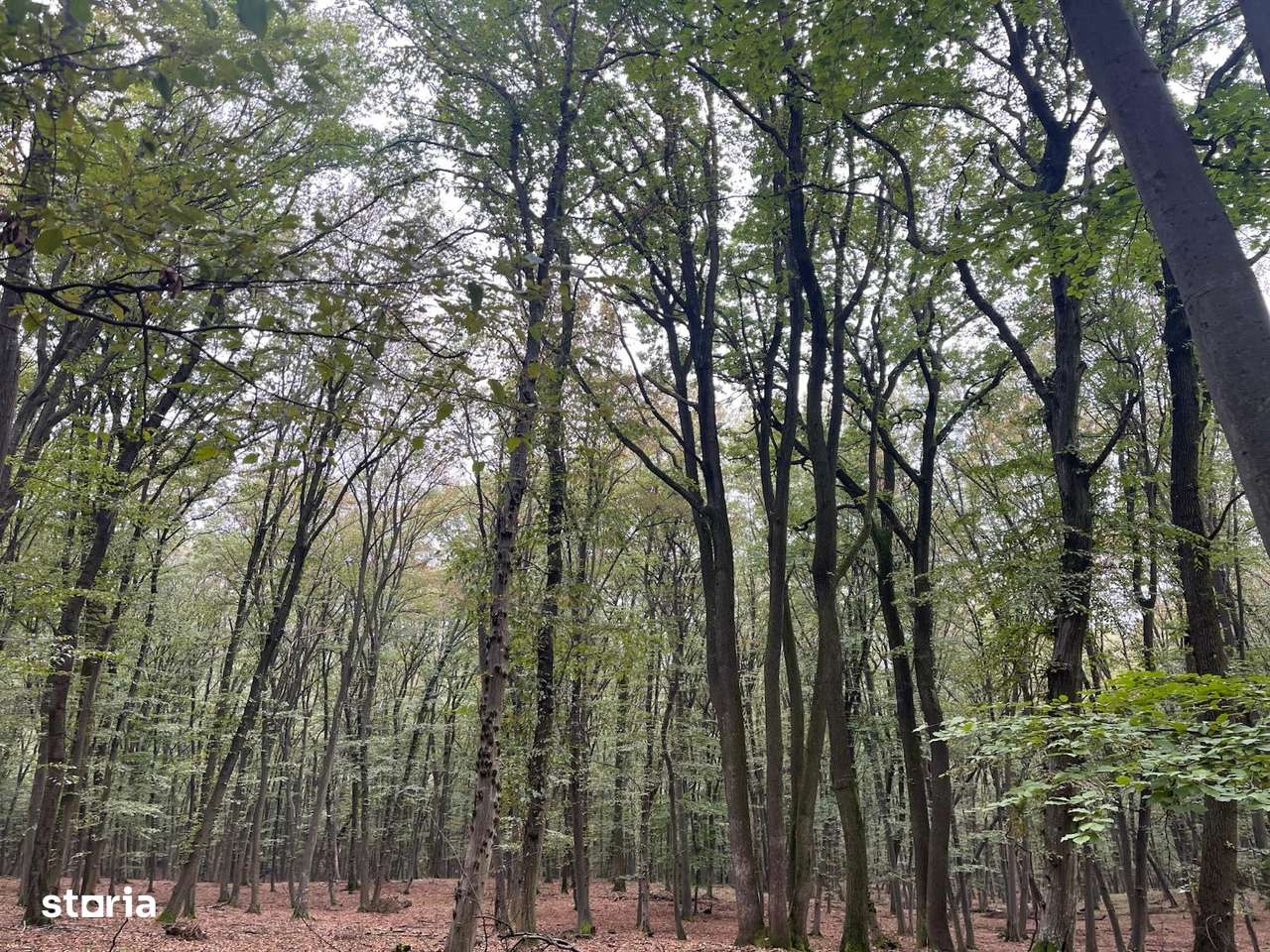 Pădure tânără în Cetatea de Baltă (jud. Alba)-4