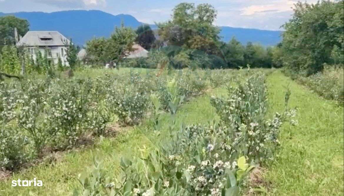 Teren 6,900mp Breb / Drumul Principal - Imagine principală: 1/6