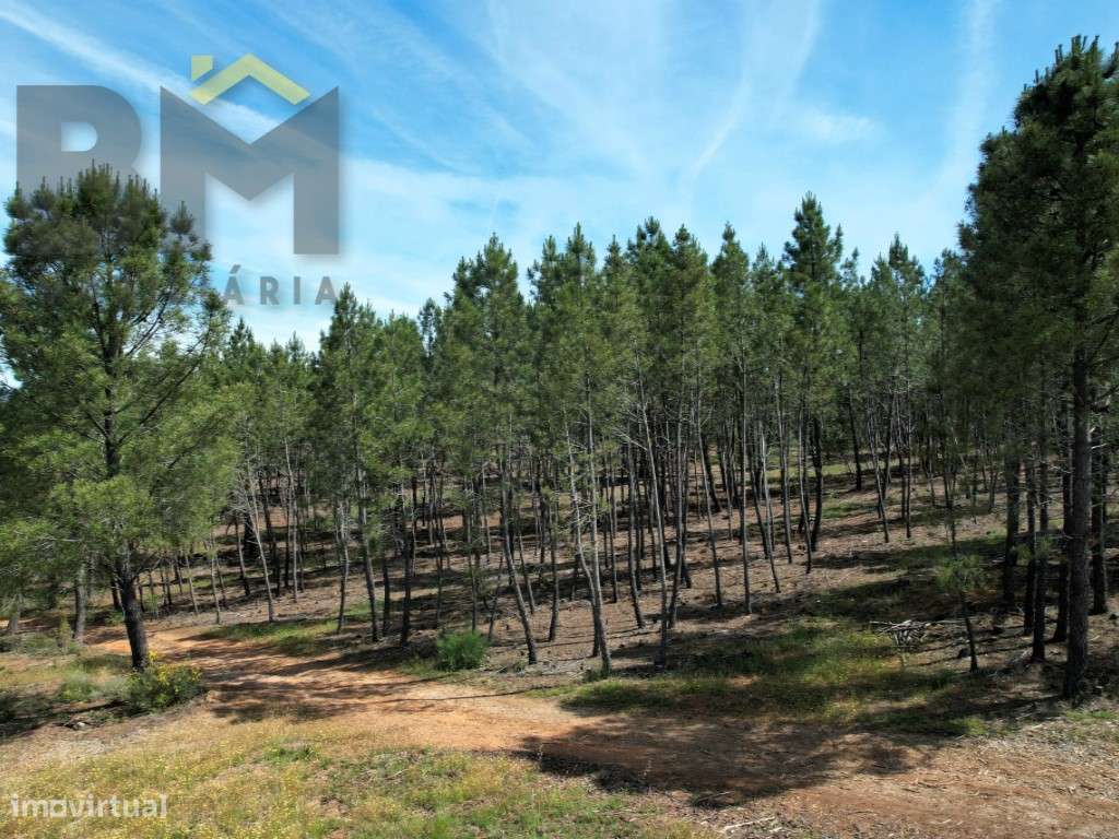 O Seu Próximo Grande Projeto Começa Aqui: 7.6 Hectares na Fatela co...-9