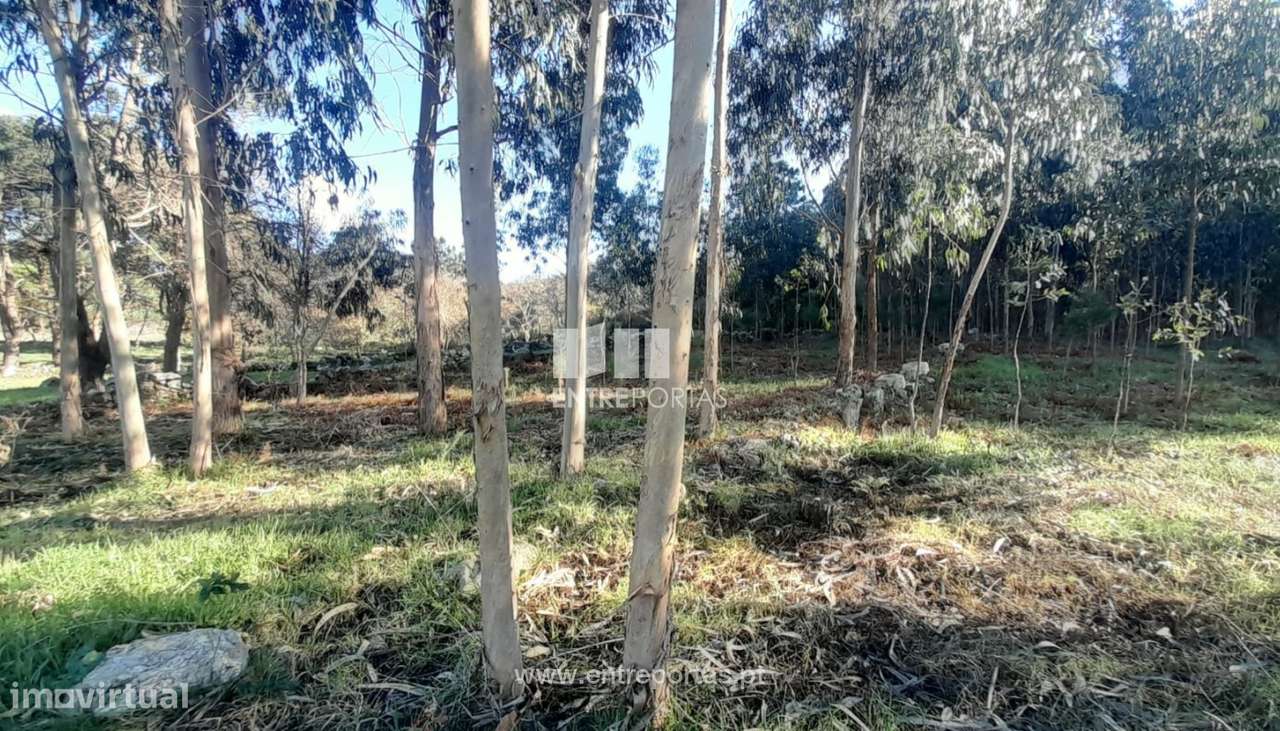 Terreno para venda, Âncora, Caminha - Grande imagem: 4/12