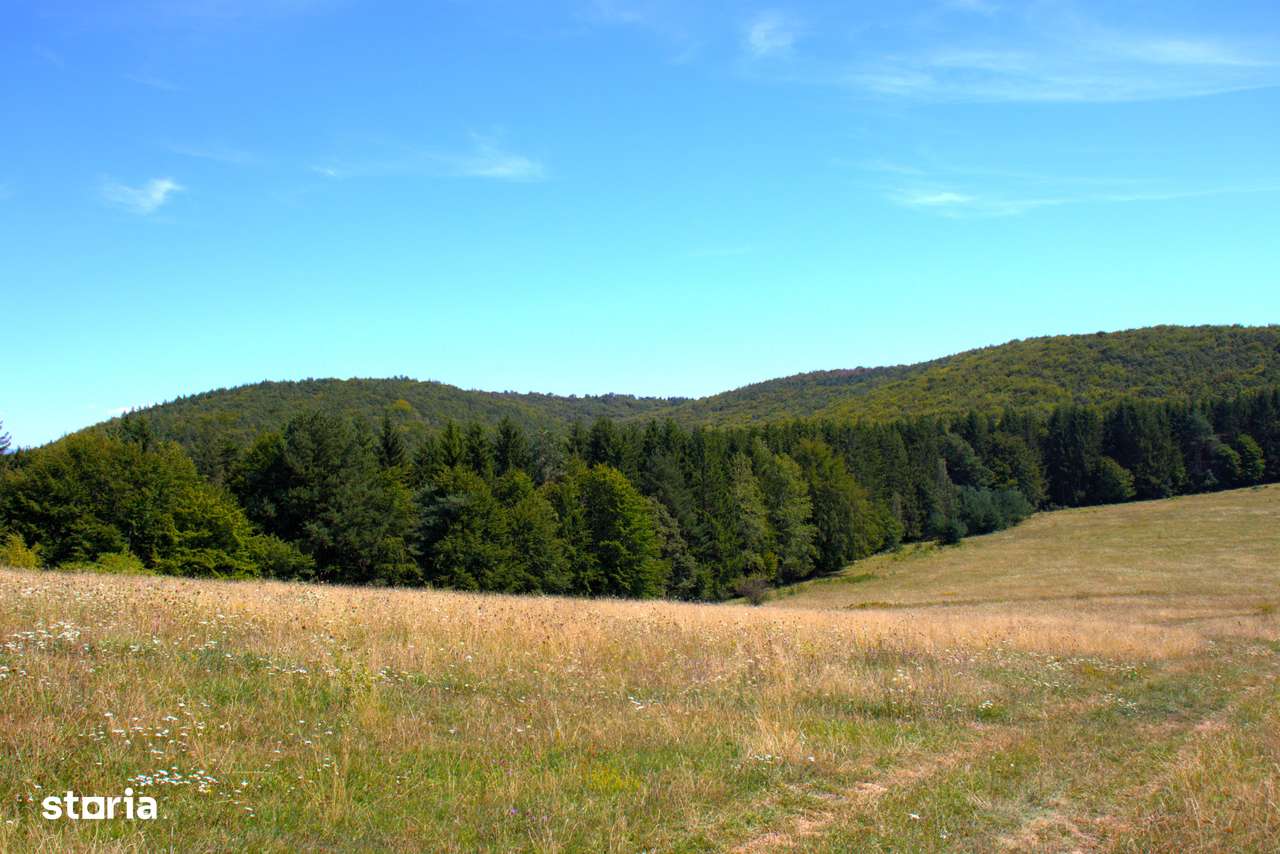 Ocazie rară 12 hectare teren extravilan,pășune sub prețul pieței-7