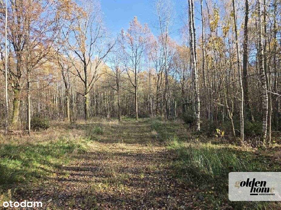 ⭐️Brzozowy Gaj⭐️działki na Przedgórzu Izerskim-9