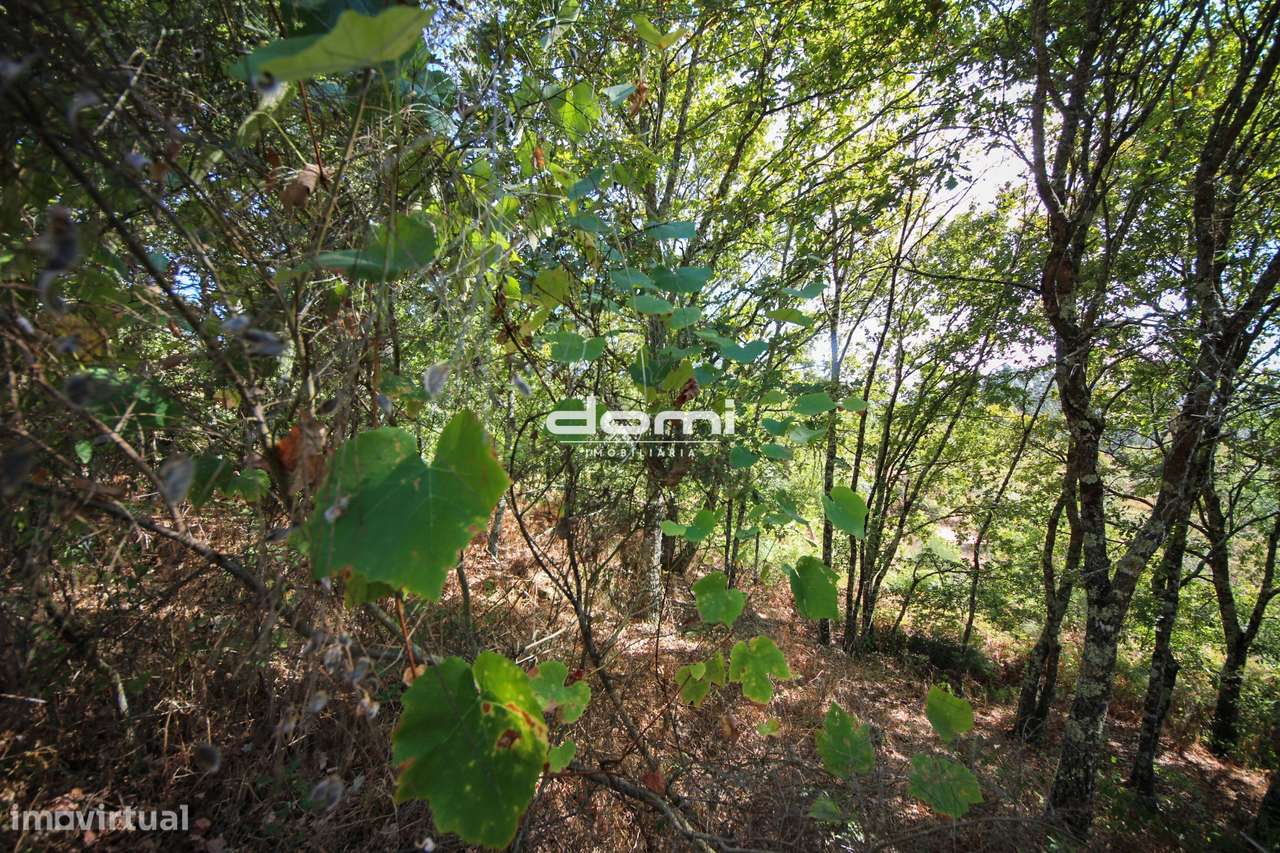 Terreno com mais de 25.000 m² na Comenda – São Pedro do Sul - Grande imagem: 5/7