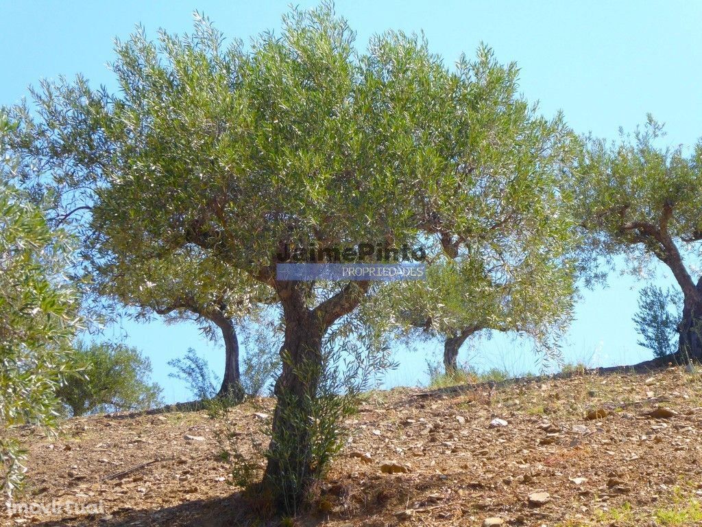 4,1ha Olival, árvores de fruto, ruína. Portugal, F. C. Rodrigo, Esc...