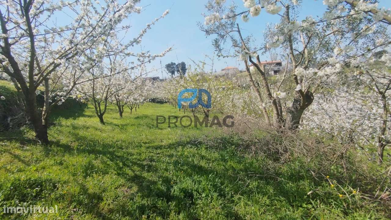 Quinta do Valado- Excelente Investimento em Resende-7