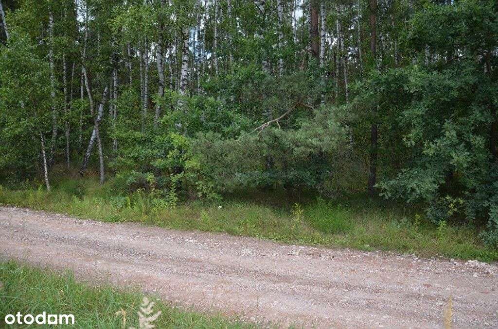 Twój własny kawałek lasu – 1,4 ha natury - Pełny obrazek: 3/7