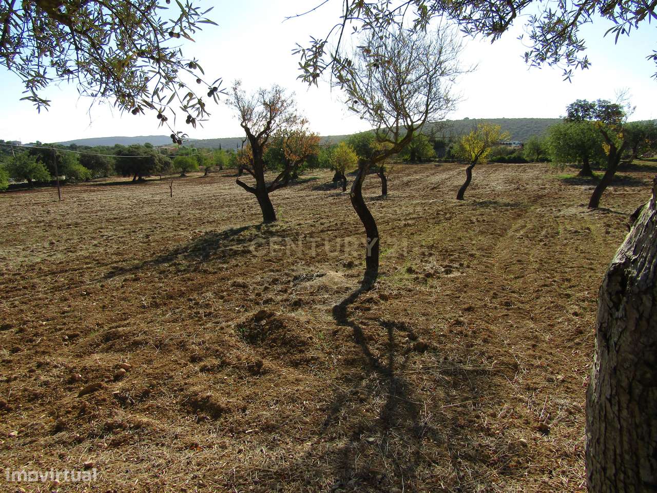 Terreno Misto em S.Brás do Alportel - Grande imagem: 5/10