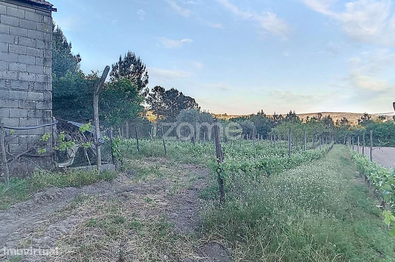 Vinha Nova de boa produção - Grande imagem: 4/22