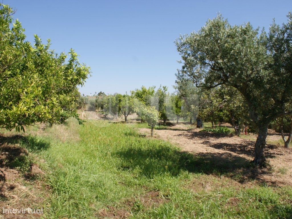 Quintinha para Venda no Ladoeiro