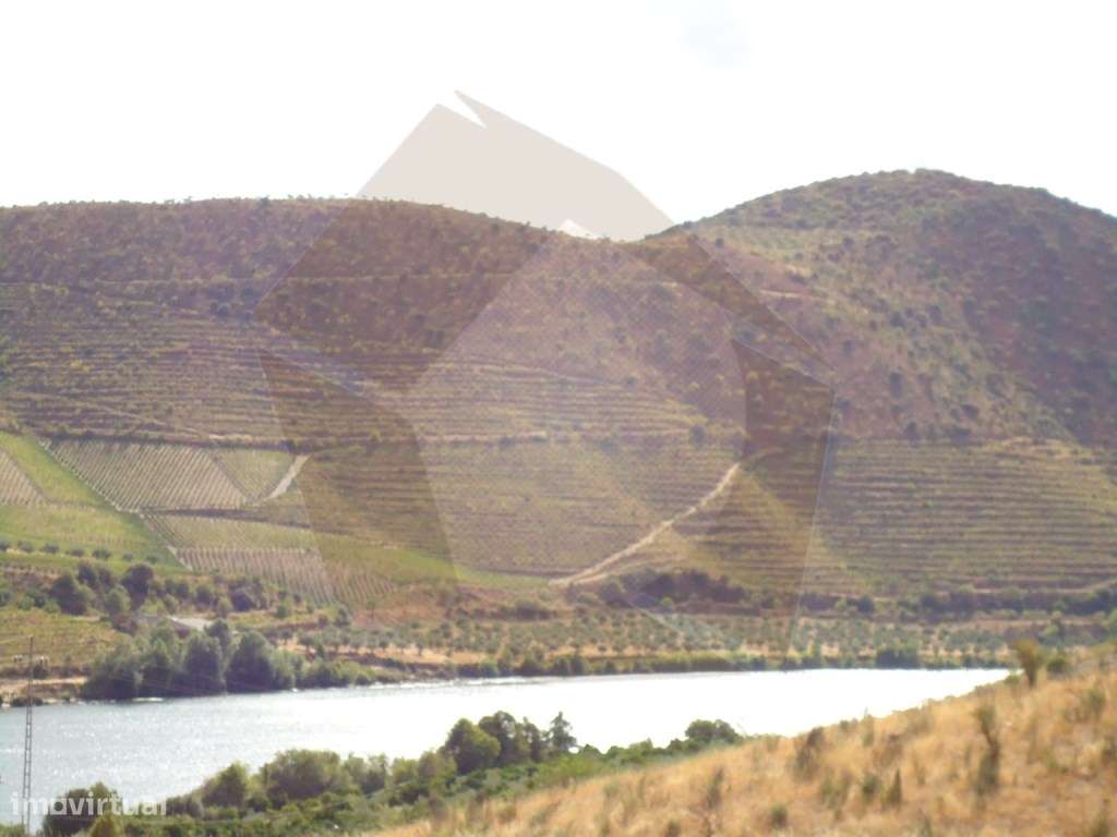 QUINTA COM VINHA - FIGUEIRA DE CASTELO RODRIGO-7