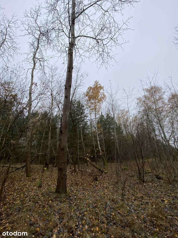 Duża działka rolno - leśna - Pełny obrazek: 4/18