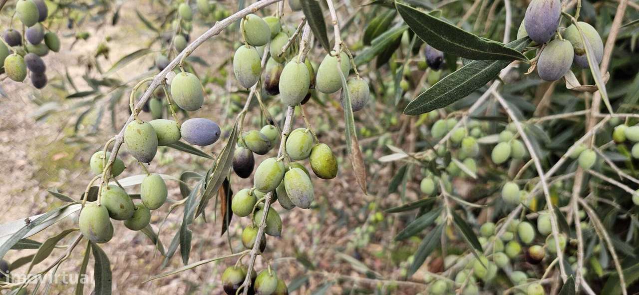 Moradia Térrea / Quintinha em Foros de Salvaterra-40