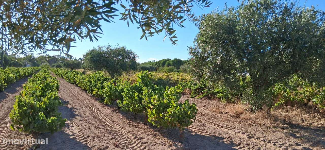 Terreno 5320 m2 – Glória do Ribatejo – Salvaterra de Magos-6