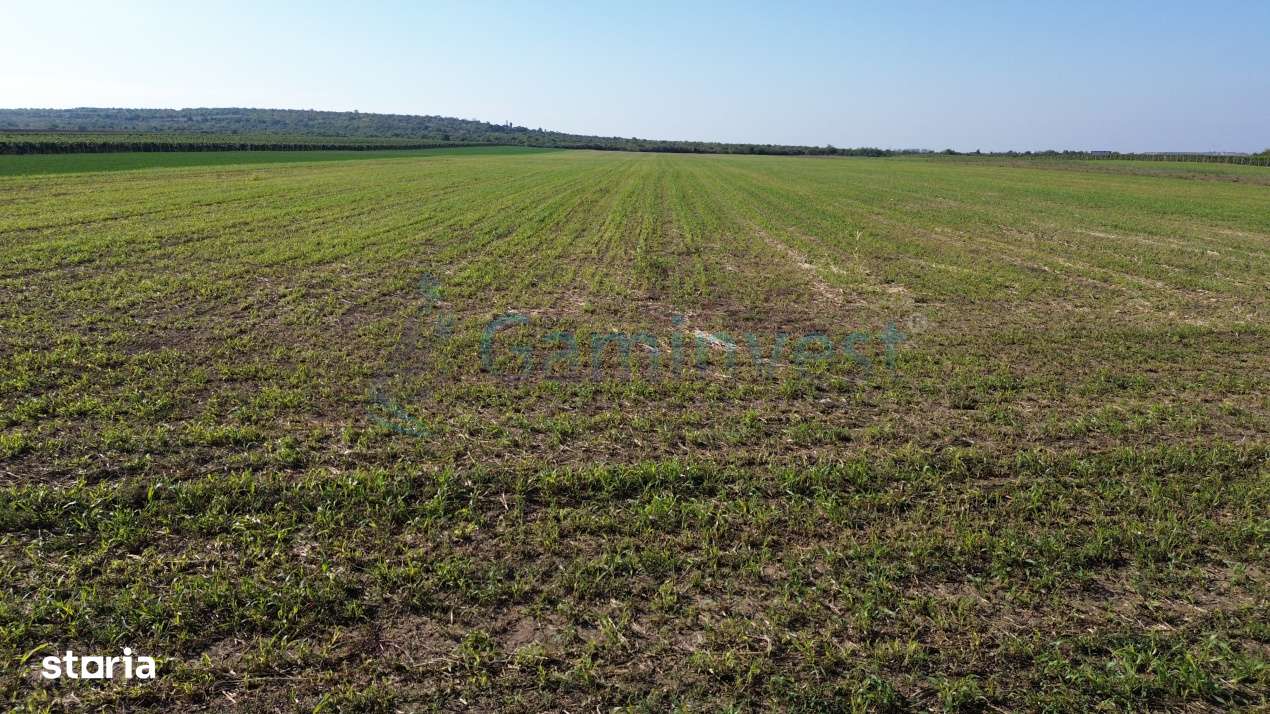 Teren intravilan de vanzare, langa Oradea, Bihor, Gaminvest, V4117-15