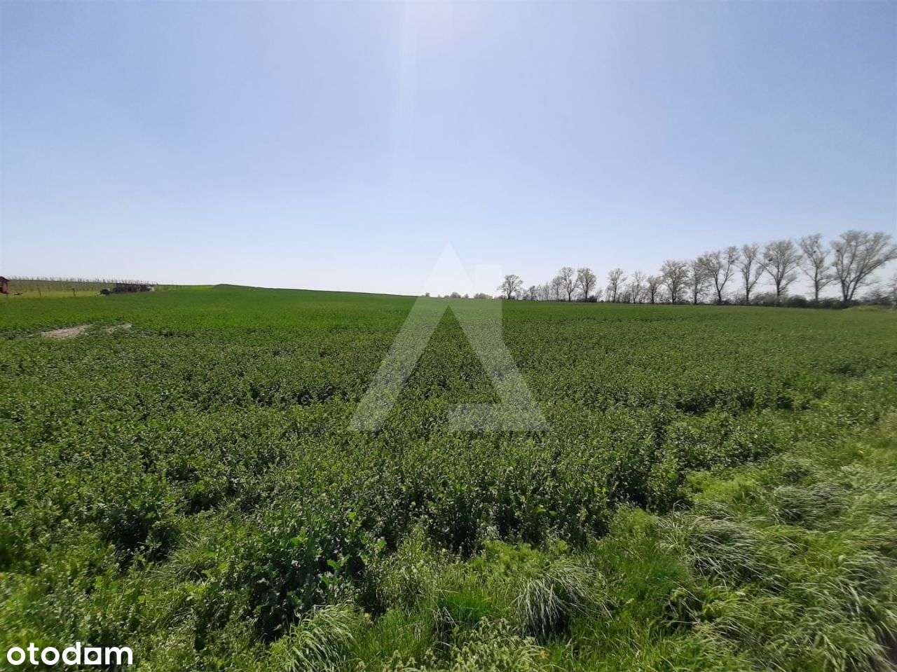 Działka budowlana 1778 mkw z warunkami zabudowy - Pełny obrazek: 4/7