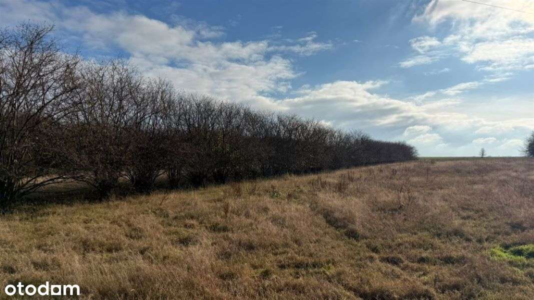 Wilkowiecko, działka budowlano - rolna 2,6 ha, szerokość 94 m - Pełny obrazek: 4/15