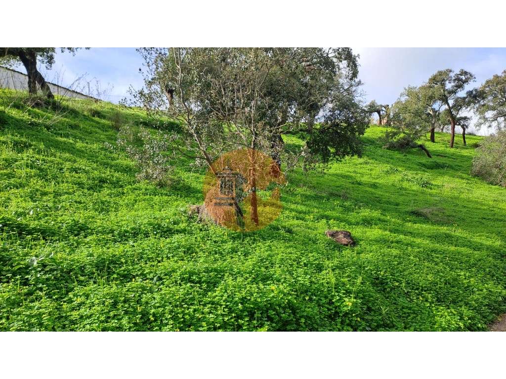 Terreno com 19990 m2 com área total de construção de 1587.62m2 - Grande imagem: 2/17