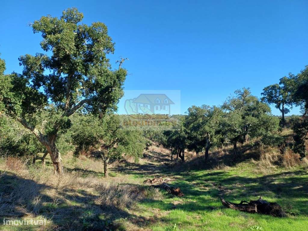 Terreno para habitação de agricultor e Turismo - 20 minutos da Lagoa - Grande imagem: 4/14