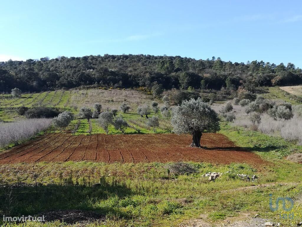 Terreno em Santarém