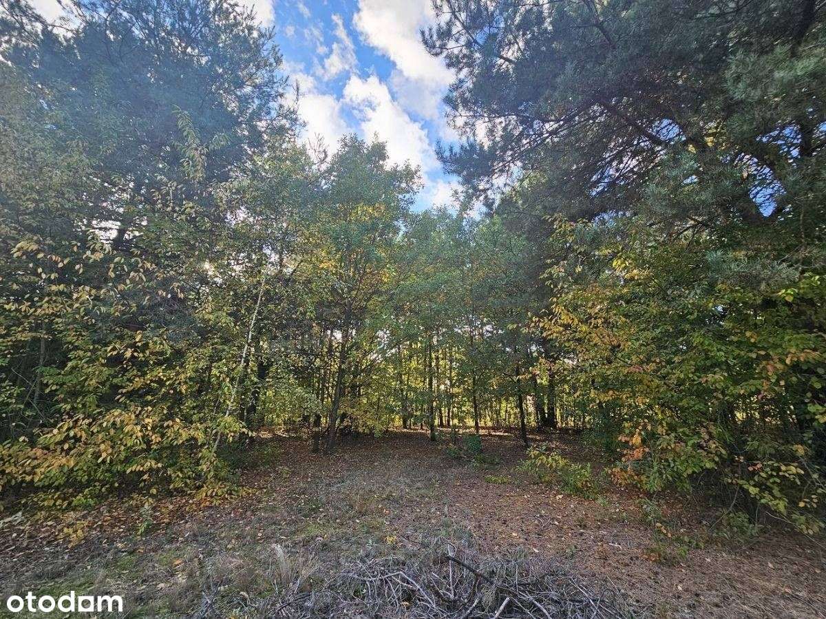 Działka, 9 200 m², Trzcianka - Pełny obrazek: 4/7