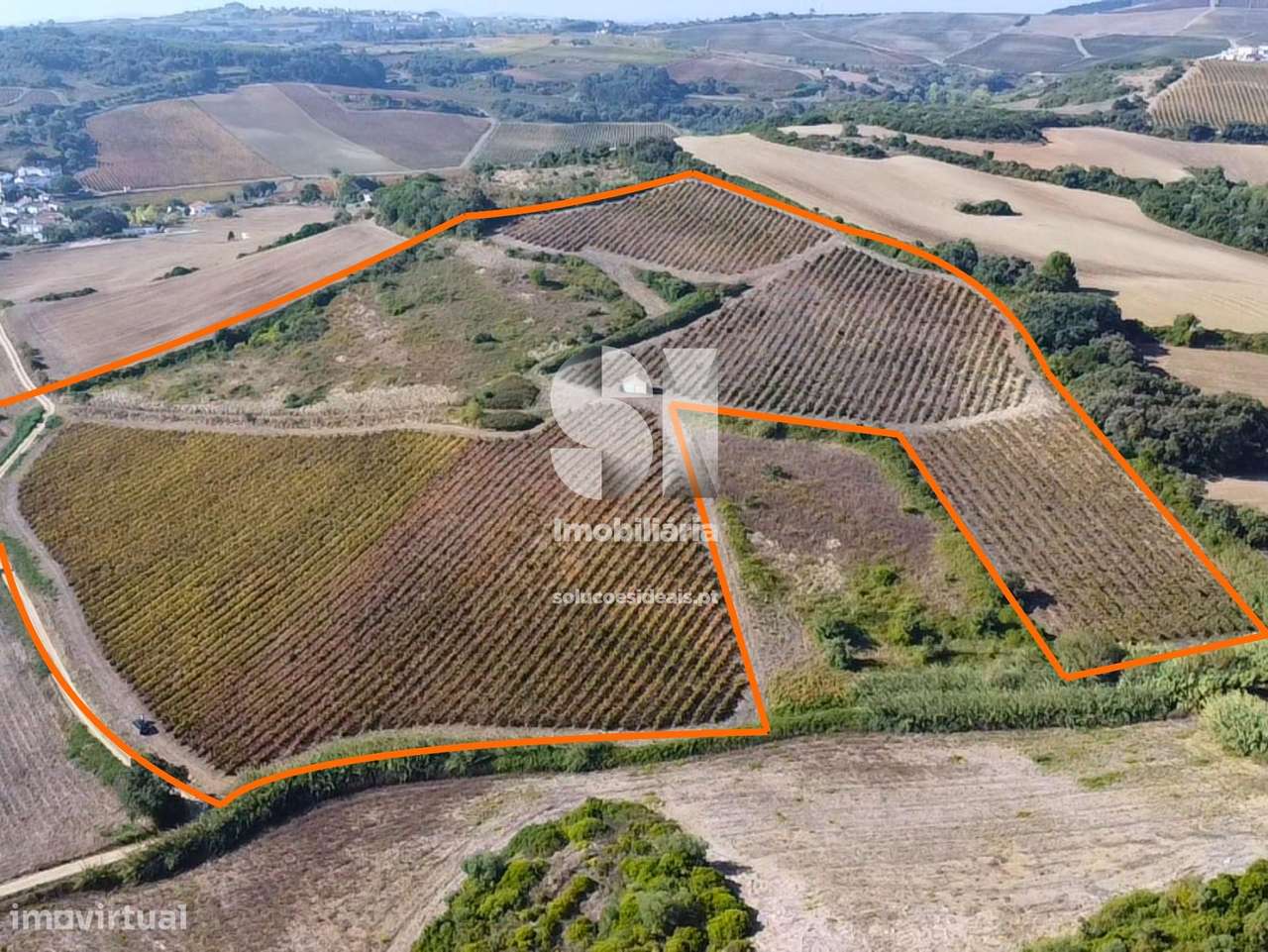 Terreno com Vinha Ativa - Grande imagem: 4/22