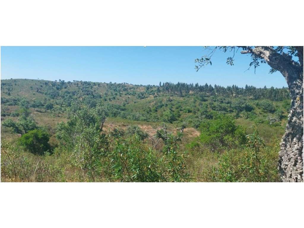 TERRENO RÚSTICO (7,725ha)-8