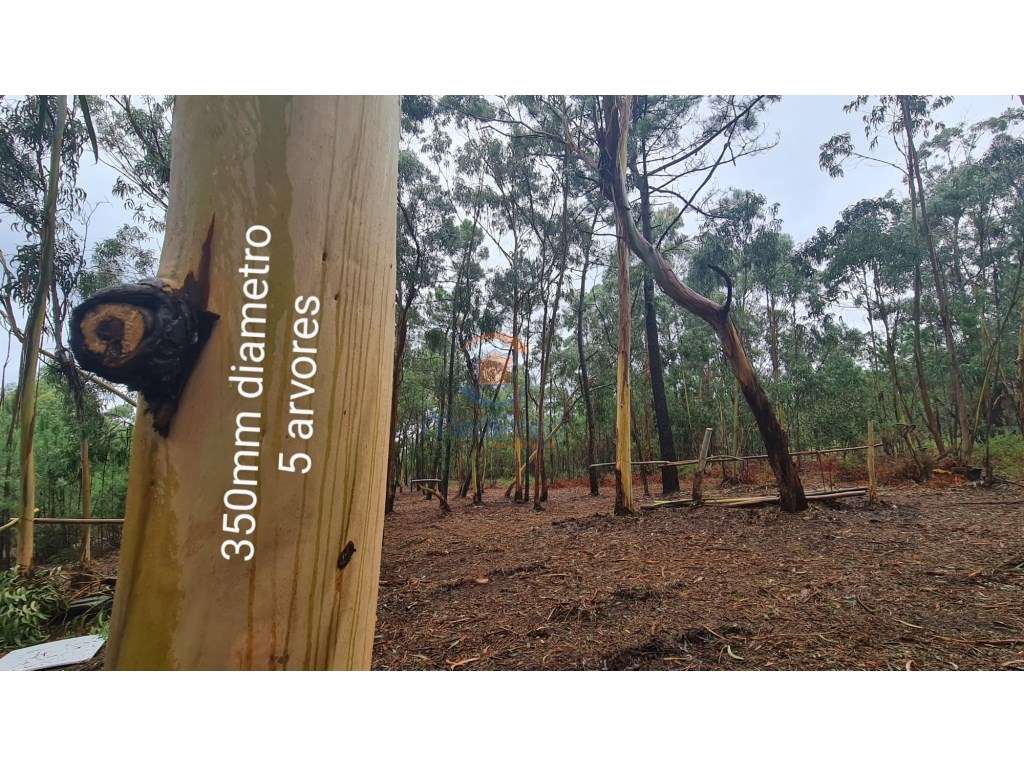 Terreno agrícola 1.200 m2 | Silveira, Torres Vedras - Grande imagem: 5/7