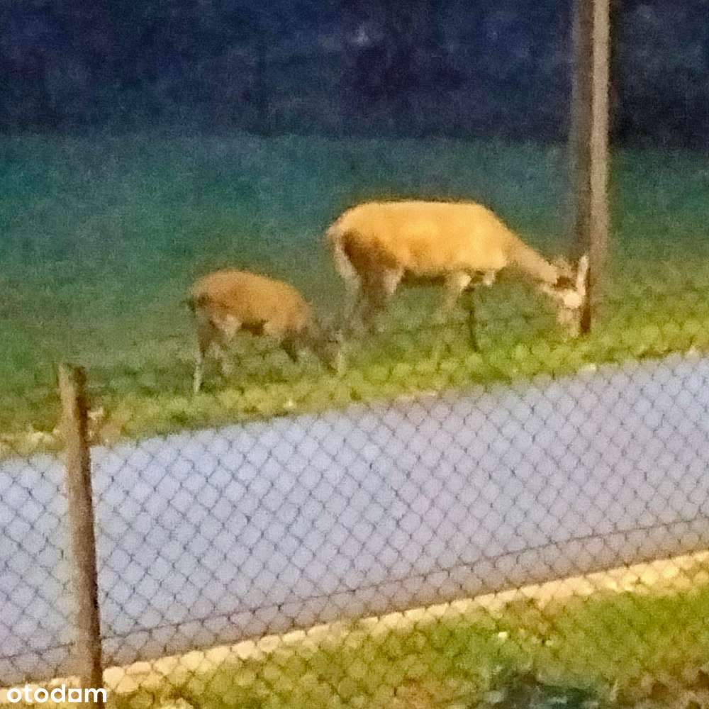 Dom w Wielkiej Wsi gm. Stąporków-8