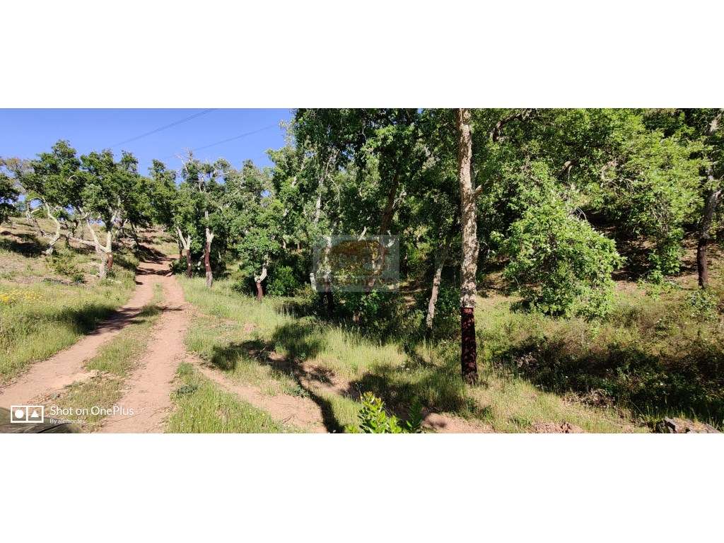 Terreno com 11 hectares e montado de sobro - Grande imagem: 3/10