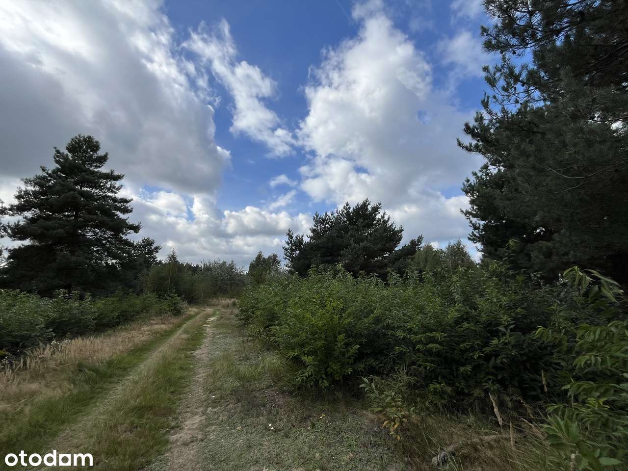 Działki budowlane w lesie blisko Wrześni Psary-5