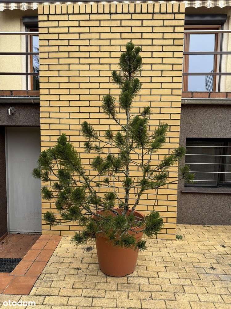 Dom do wprowadzenia Lasek Marcelinski-1