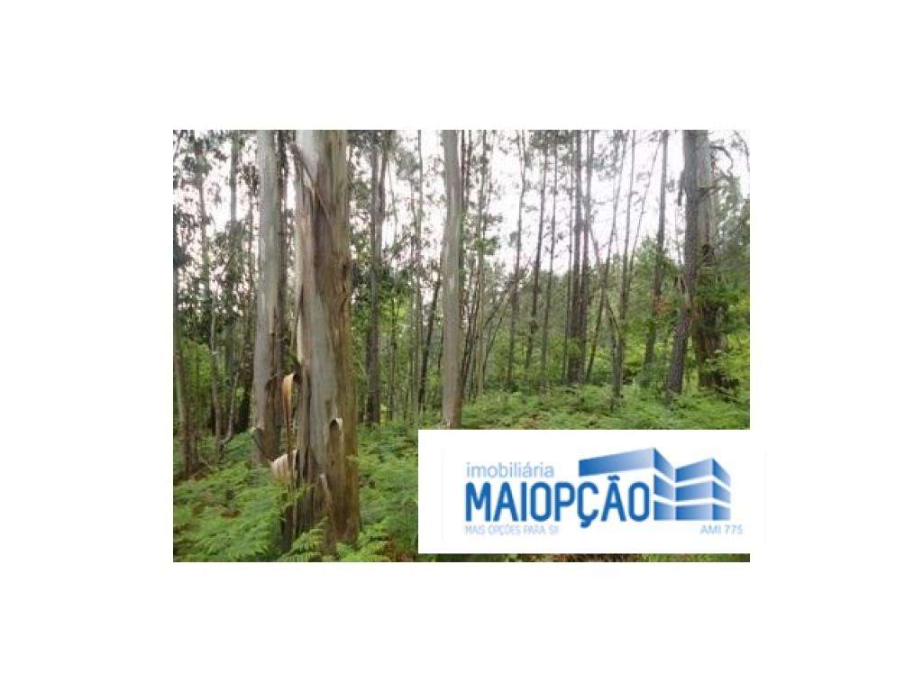 Terreno Rústico em Avelal - Grande imagem: 5/6