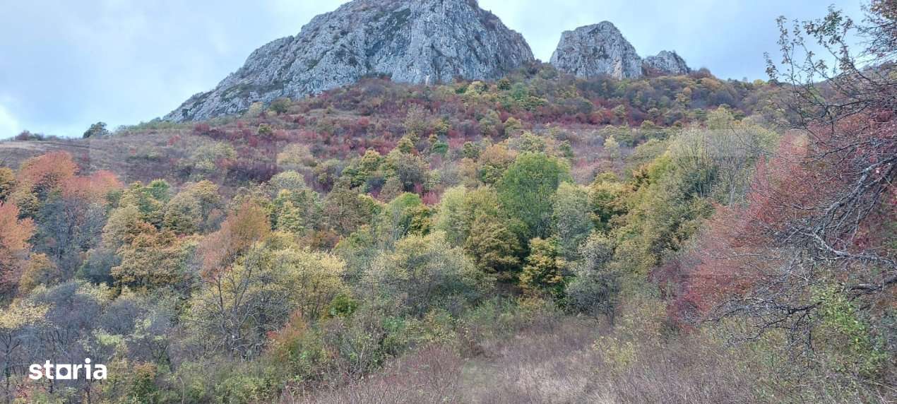 Teren extravilan 16121 mp apa si curent, ideal pentru cabane Zona Rame - Imagine principală: 1/1