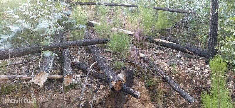 Pinhal com 1450 m2 situado no distrito de Coimbra, Arganil - Grande imagem: 5/9